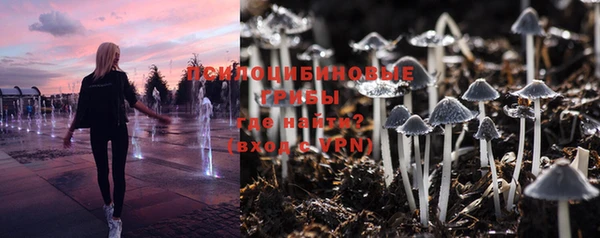 прущие грибы Медногорск